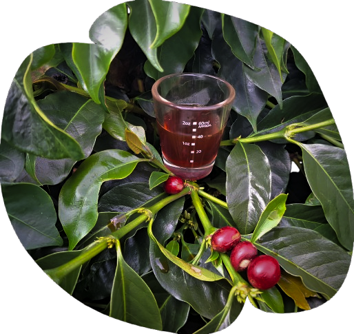 Premium Coffee Cup